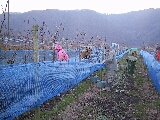 Eiswein02