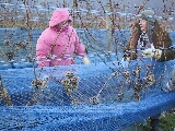 Eiswein04