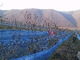 Eiswein10