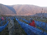 Eiswein12