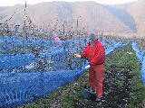 Eiswein13