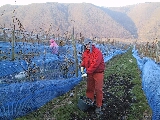 Eiswein14